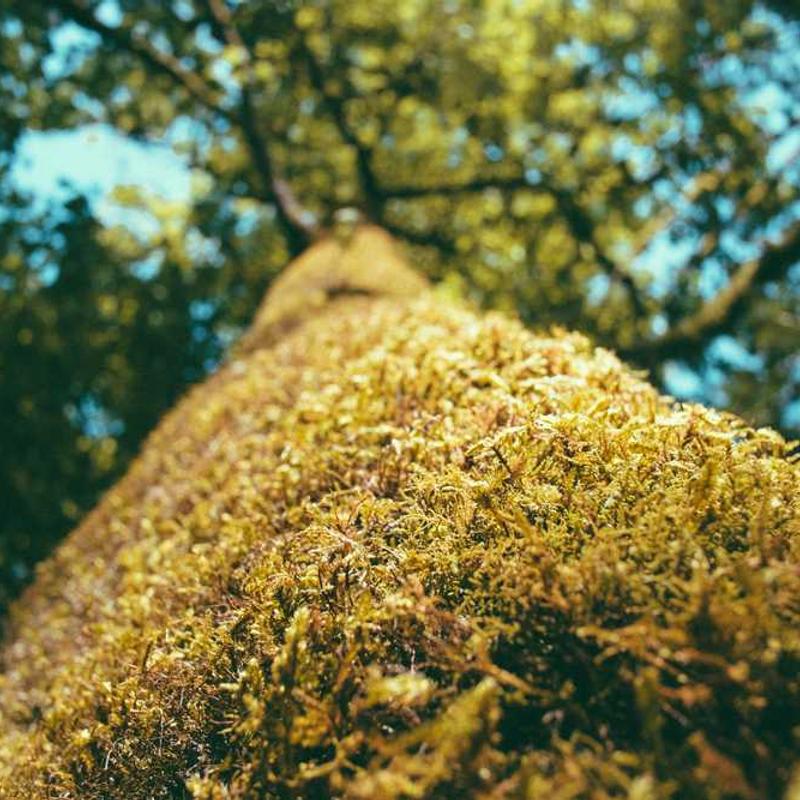 England United - (How Does It Feel To Be) On Top Of The World