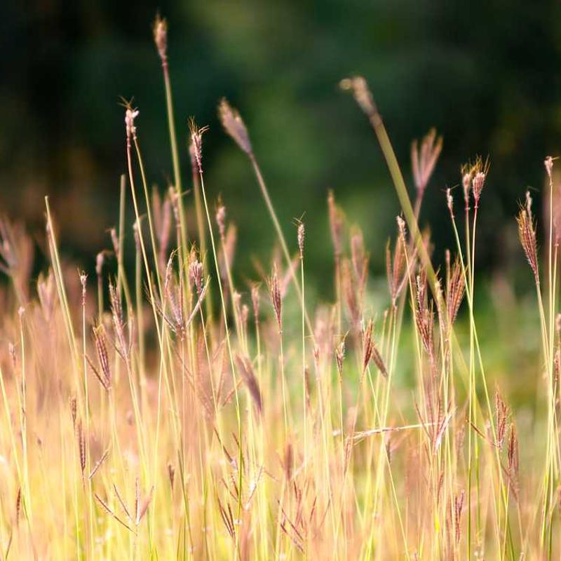 John Denver - Calypso