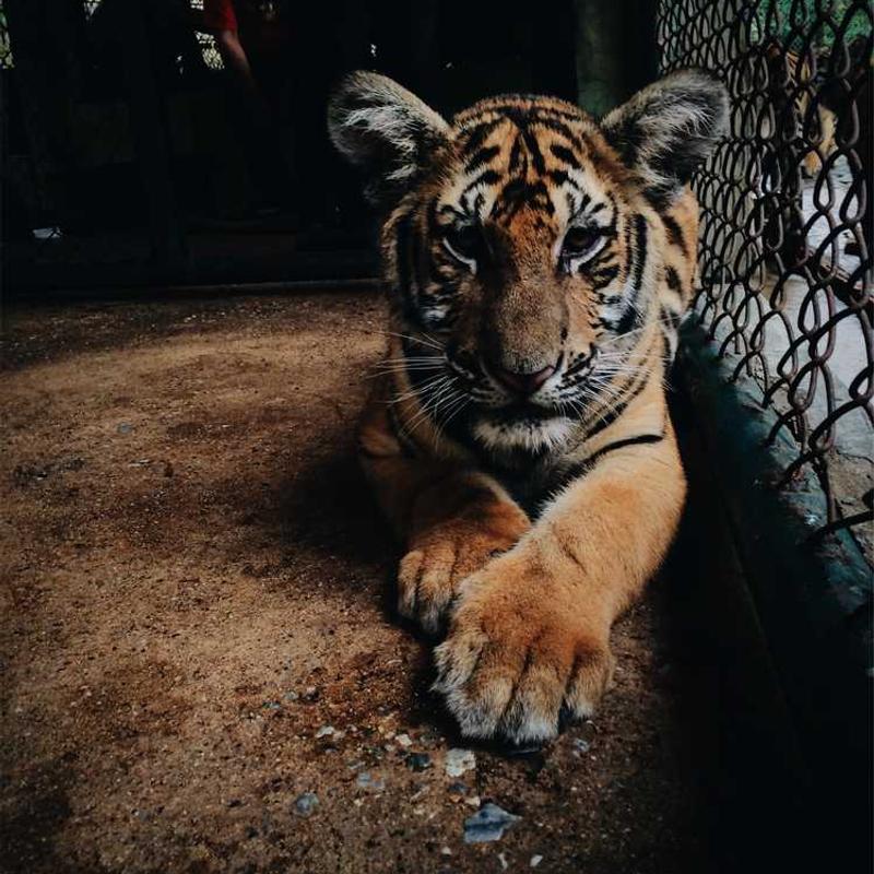 Marty Robbins - A White Sport Coat